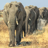 Elephant Walks