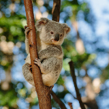 Cohuna Koala Park 