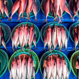 Jagalchi Fish Market 