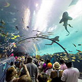 Georgia Aquarium 