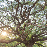 Mupapa Slave Tree