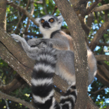 Antananarivo Lemur Park