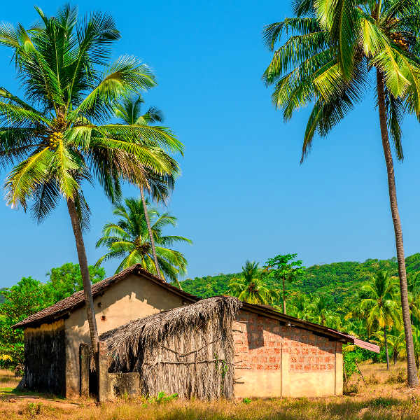 Old Coconut Plantation