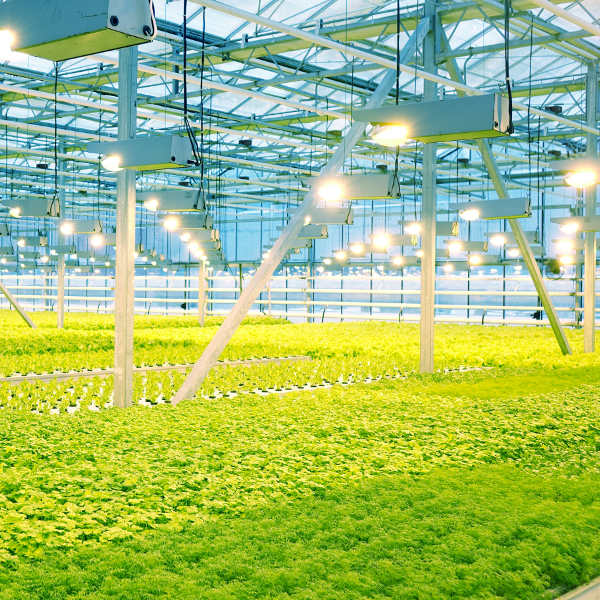 greenhouses martian mars