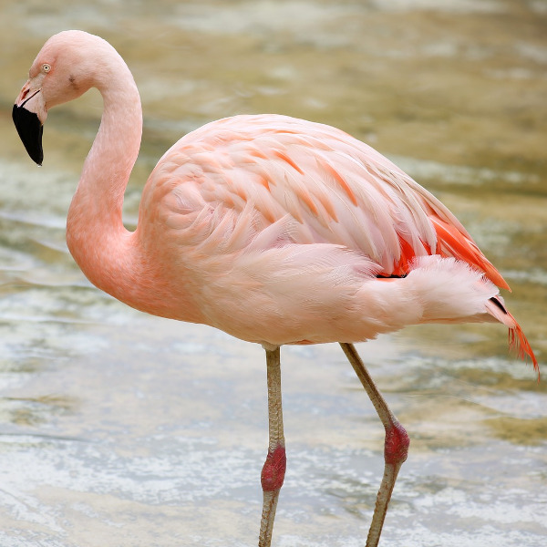 arusha-flamingoes