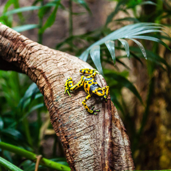 guyana tropical animals