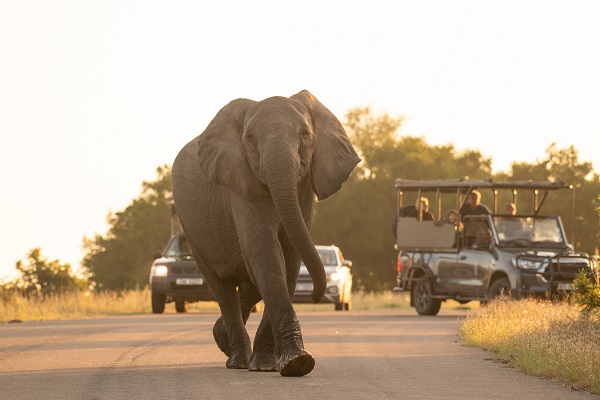 Kruger Full Day Safari