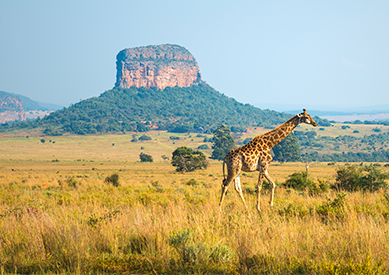 Limpopo