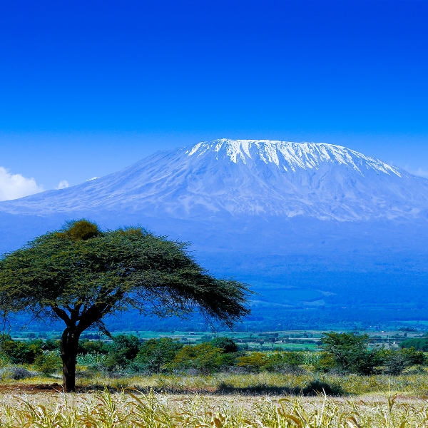 kilimanjaro nature