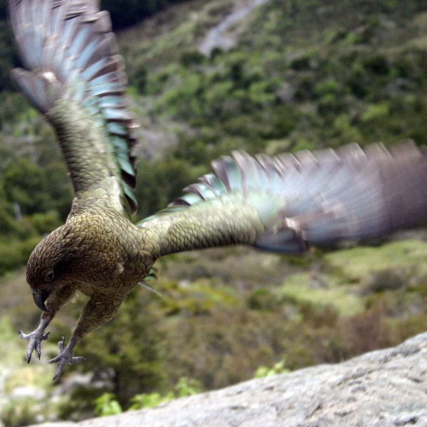 Flying Kea Dunedin