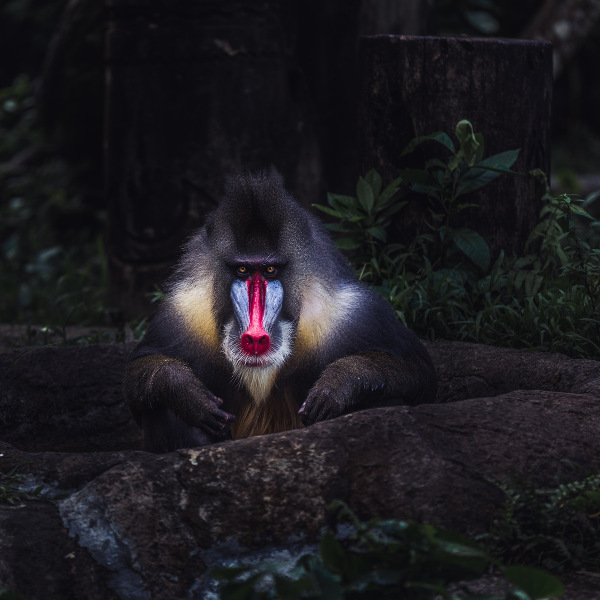 mandrill primate 