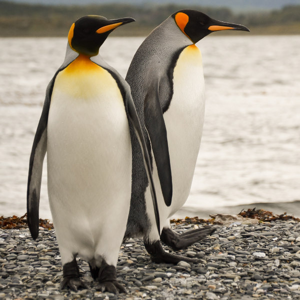 ushuaia king penguins