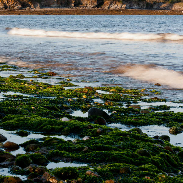 seaweed waves rocks
