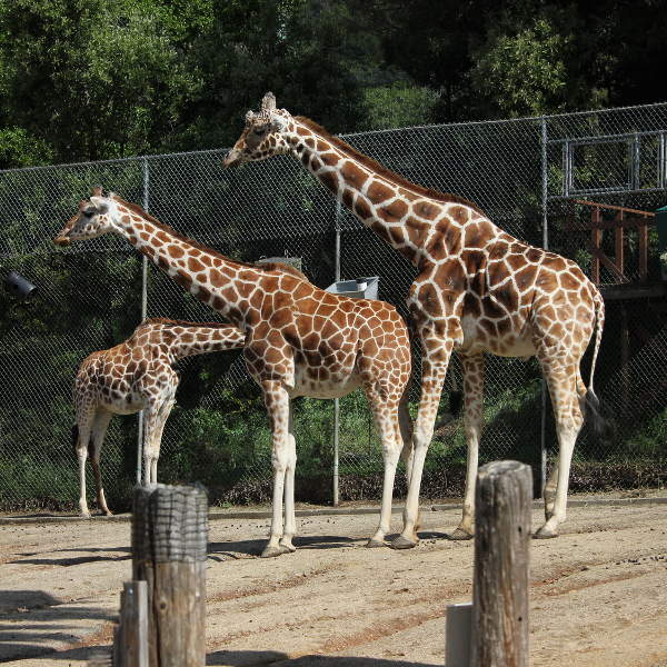 Giraffes Jacksonville Zoo and Gardens