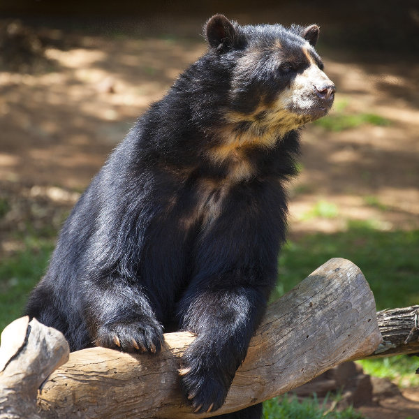 Andrean Bear Pittsburgh Zoo