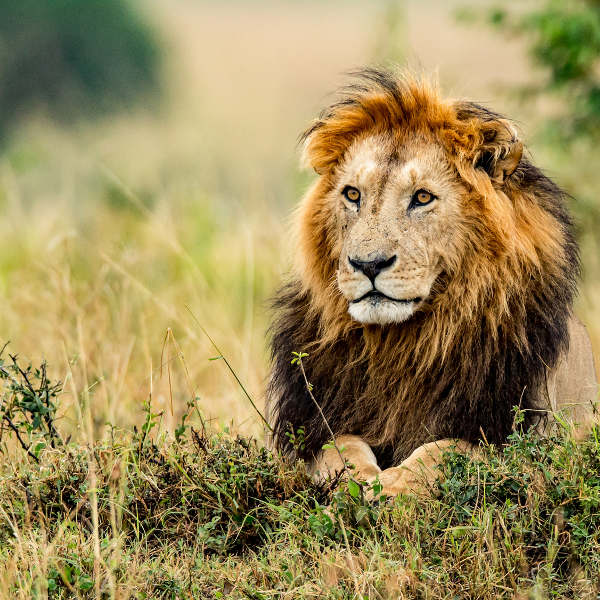 lions-wildlife-mozambique