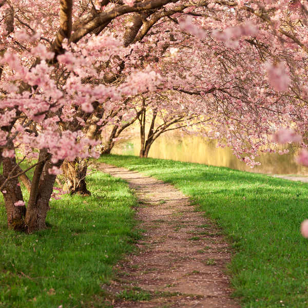 cherry-blossoms-japan
