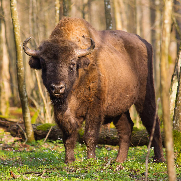 bison in poland