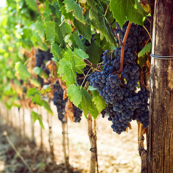 grape vineyard