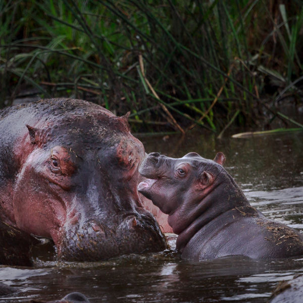 hippo-and-mom-bujumbura