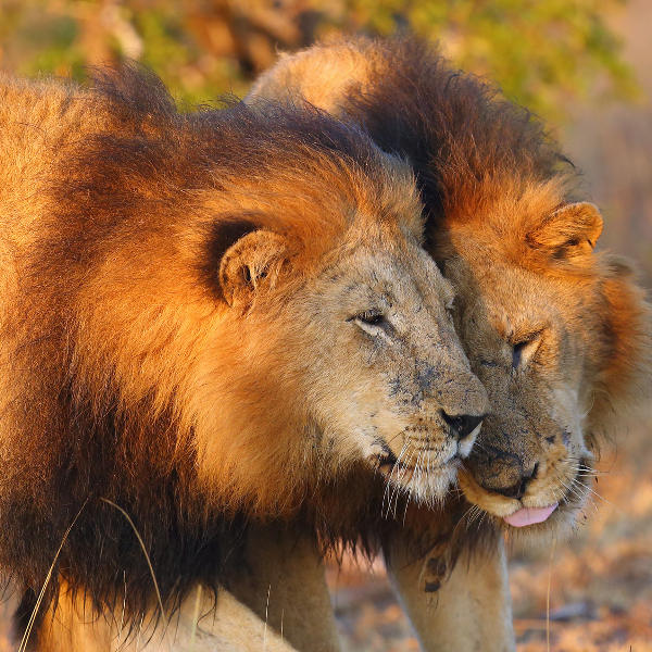 Kruger National Park Wildlife